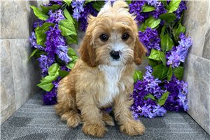 Gatlin - Cavapoo for sale