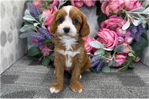 Gina - puppy for sale