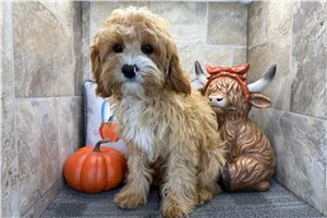 Gatlin - Cavapoo for sale