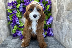 Georgia - Cavapoo for sale