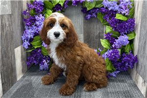 Georgia - Cavapoo for sale