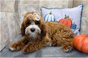 Grayson - Cavapoo for sale
