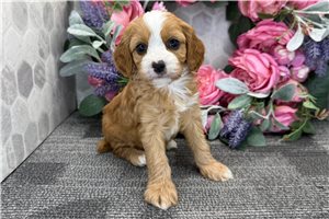 Goldie - Cavapoo for sale