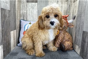 Gatlin - Cavapoo for sale