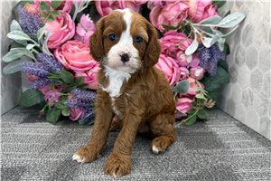 Georgia - puppy for sale