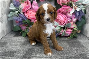Goodwin - puppy for sale