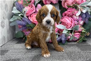 Grayson - puppy for sale