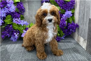 Gideon - puppy for sale