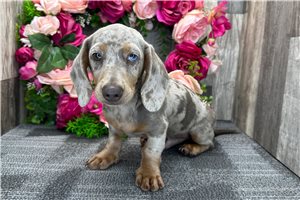 Isaac - Dachshund, Mini, placed in South Bend / Michiana