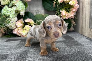 Iggy - puppy for sale