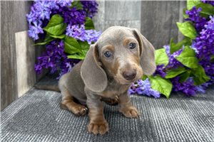 Irwin - Dachshund, Mini for sale