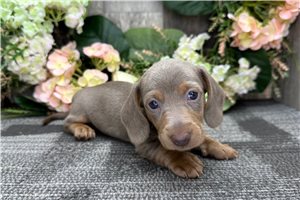 Irwin - Dachshund, Mini for sale