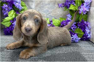 Ichabod - Dachshund, Mini for sale