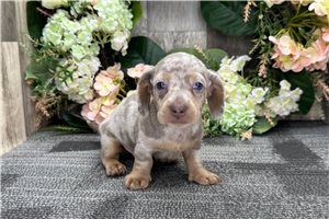 Isaac - puppy for sale