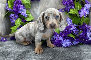 Isaac - puppy for sale