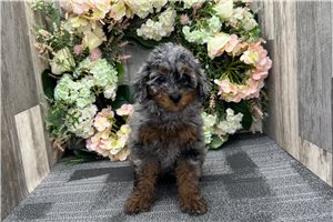 Fauna - Poodle, Miniature for sale