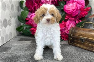 Belladonna - Miniature Poodle for sale