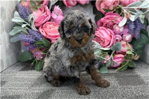 Fauna - Poodle, Miniature for sale