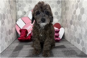 Cassie - Poodle, Miniature for sale