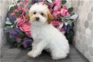 Easton - Poodle, Miniature for sale