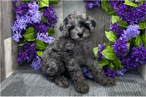 Hailey - Poodle, Miniature for sale