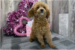 Gunther - Poodle, Miniature for sale