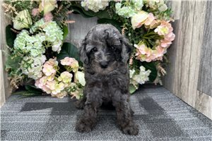 Hailey - Miniature Poodle for sale