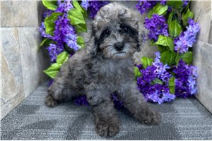 Hailey - Poodle, Miniature for sale