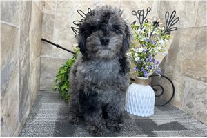 Enola - Poodle, Miniature for sale