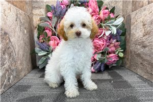Easton - Poodle, Miniature for sale