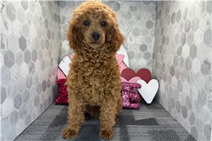Grayson - Poodle, Miniature for sale
