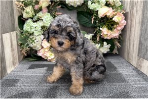Hadley - Miniature Poodle for sale
