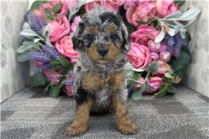 Finley - puppy for sale
