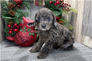Cate - Poodle, Miniature for sale