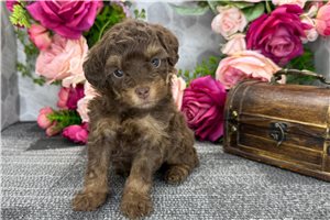 Betsy - puppy for sale