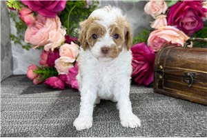 Belladonna - Poodle, Miniature for sale