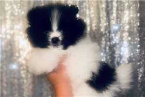 Phoebe - Pomeranian for sale