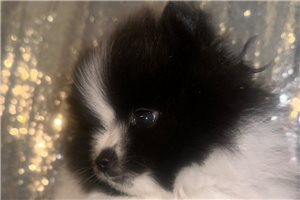 Blizzard - Pomeranian for sale