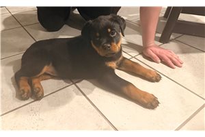 Coral - Rottweiler for sale