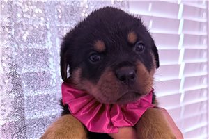 Blip - Rottweiler for sale