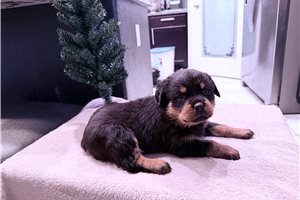 Bruna - Rottweiler for sale