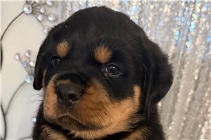 Aero - Rottweiler for sale