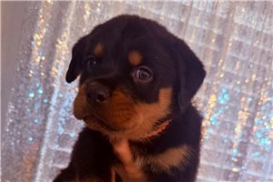 Ashe - Rottweiler for sale