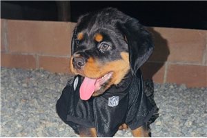 Heathrow - Rottweiler for sale