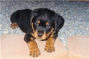 Ashe - Rottweiler, placed in Albuquerque