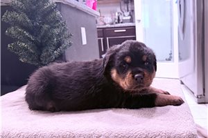 Blaze - Rottweiler for sale