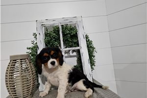 George - Cavalier King Charles Spaniel for sale