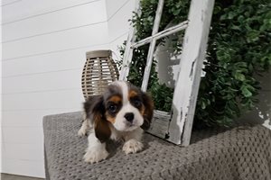 Giovanni - Cavalier King Charles Spaniel for sale