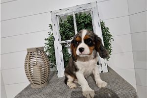Grayson - Cavalier King Charles Spaniel for sale