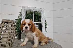 Gabriel - puppy for sale